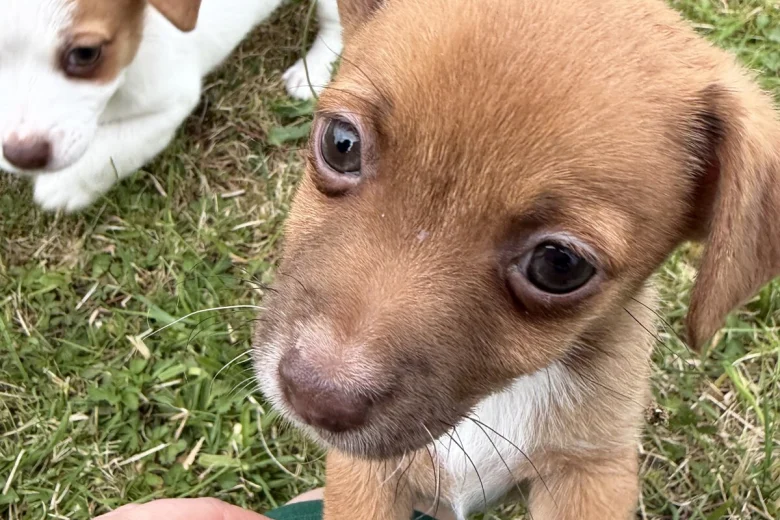 Jack Russell