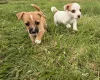 Jack Russell