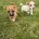 Jack Russell
