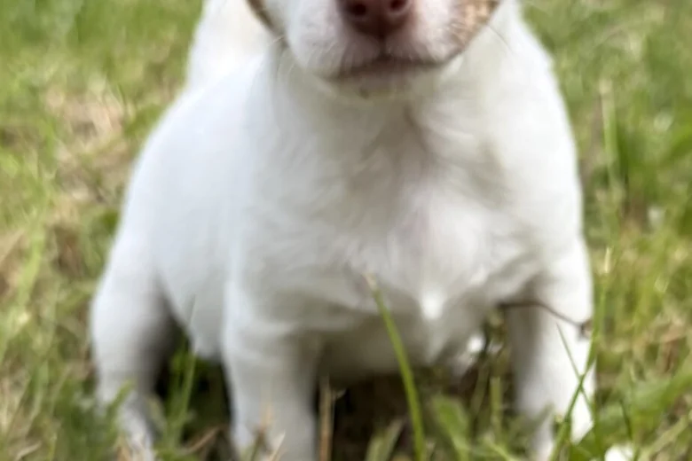 Jack Russell