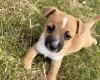 Jack Russell
