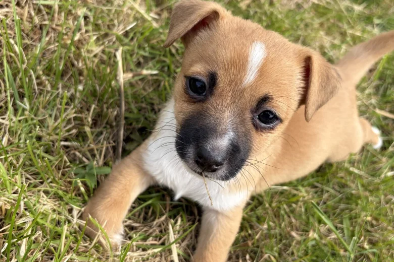 Jack Russell