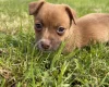 Jack Russell