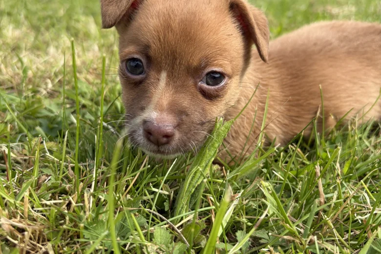 Jack Russell