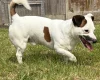 Jack Russell