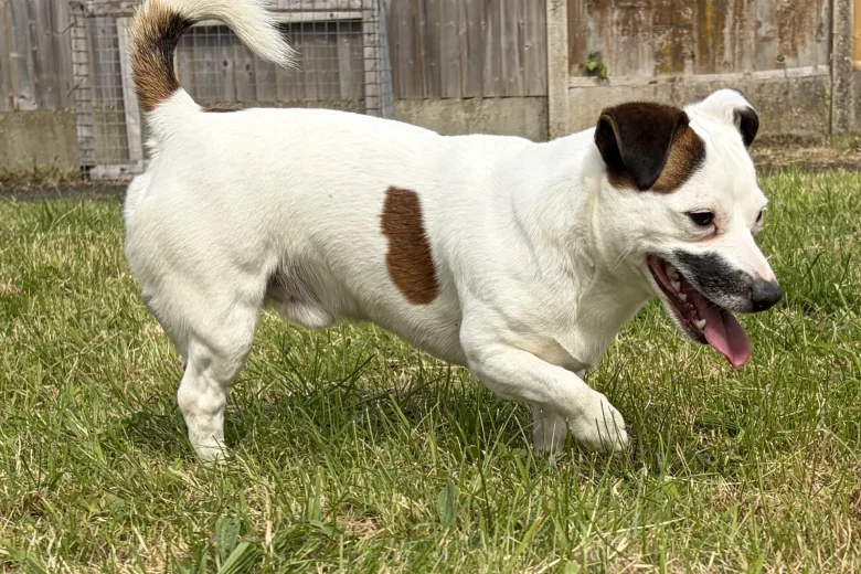 Jack Russell