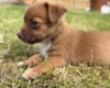 Jack Russell