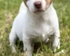 Jack Russell
