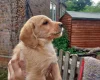 Labradoodle