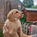 Labradoodle