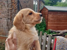 Labradoodle