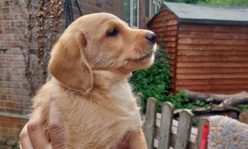 Labradoodle