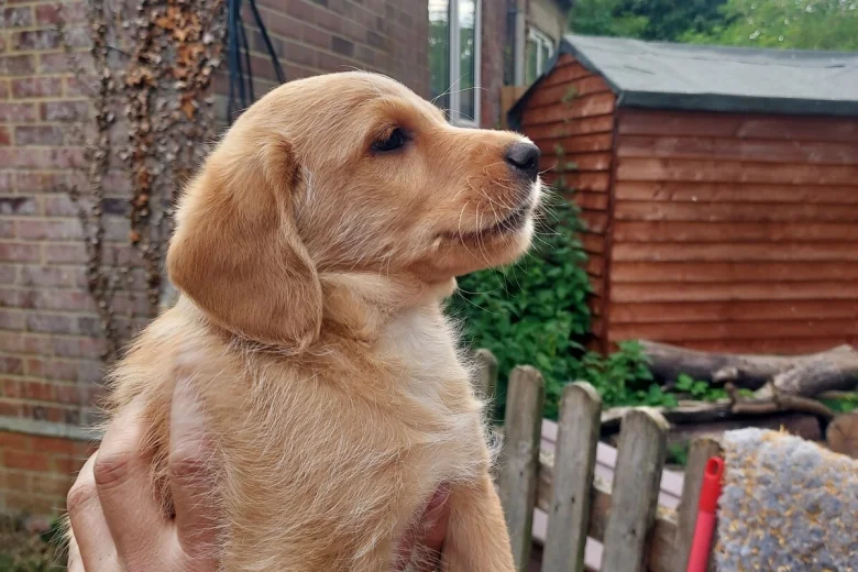 Labradoodle