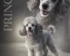Labradoodle