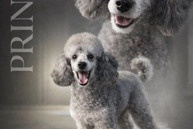 Labradoodle