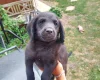 Labradoodle