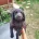 Labradoodle