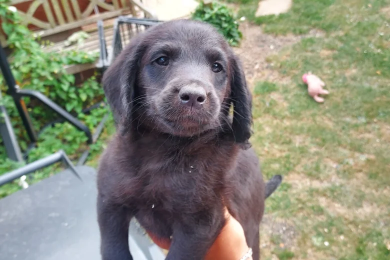 Labradoodle