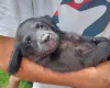Labradoodle