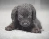 Miniature Poodle