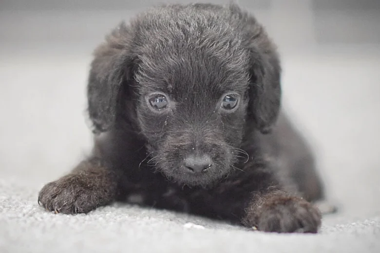 Miniature Poodle