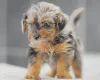 Miniature Poodle