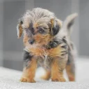 Miniature Poodle