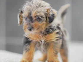 Miniature Poodle