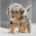 Miniature Poodle