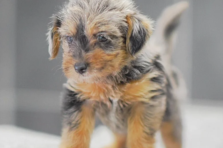 Miniature Poodle