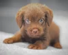 Miniature Poodle