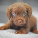 Miniature Poodle