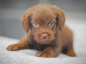 Miniature Poodle
