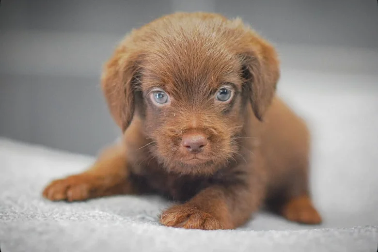 Miniature Poodle
