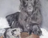 Miniature Poodle