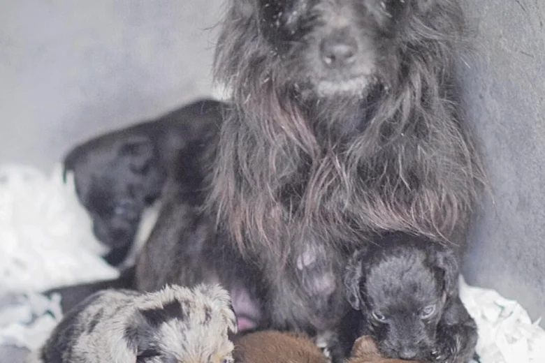 Miniature Poodle