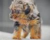 Miniature Poodle
