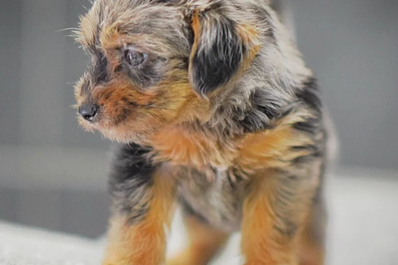 Miniature Poodle