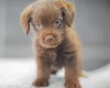 Miniature Poodle
