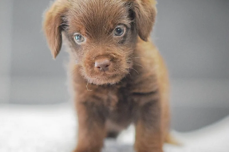 Miniature Poodle