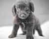 Miniature Poodle