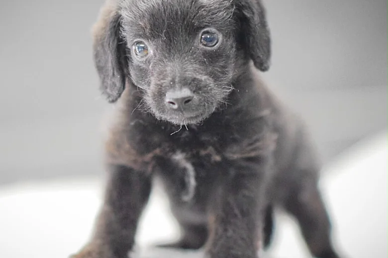 Miniature Poodle