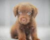 Miniature Poodle