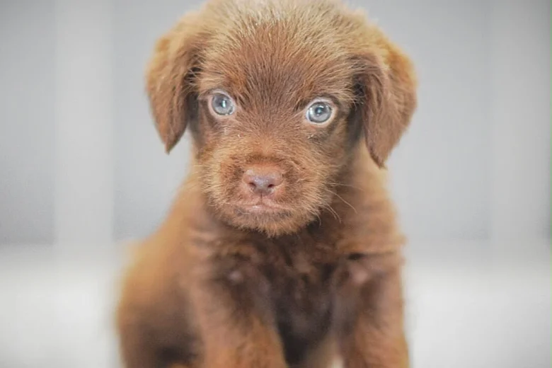 Miniature Poodle