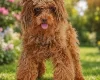 Miniature Poodle