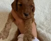 Miniature Poodle
