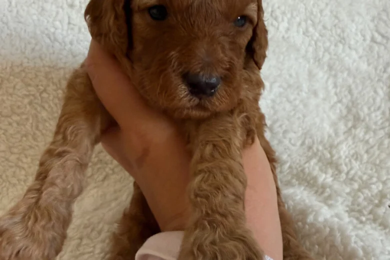 Miniature Poodle