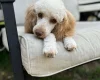 Miniature Poodle