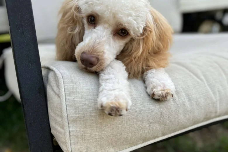 Miniature Poodle