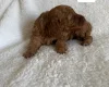 Miniature Poodle